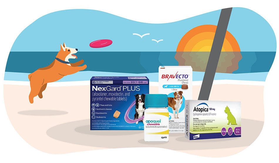 Illustration of a dog catching a frisbee on the beach with the sun setting over the ocean next to pet medications
