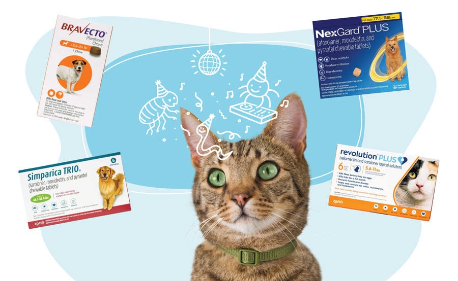 Cat surrounded by flea and tick medications