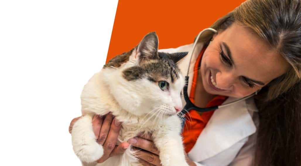 doctor checking cat